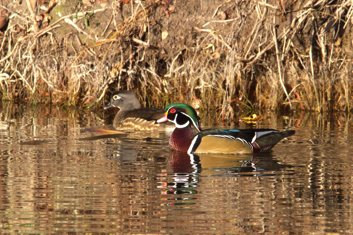 Canard branchu - ML646886687