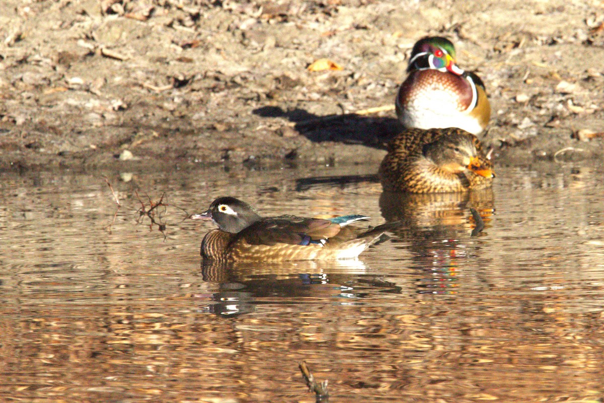 Canard branchu - ML646886688