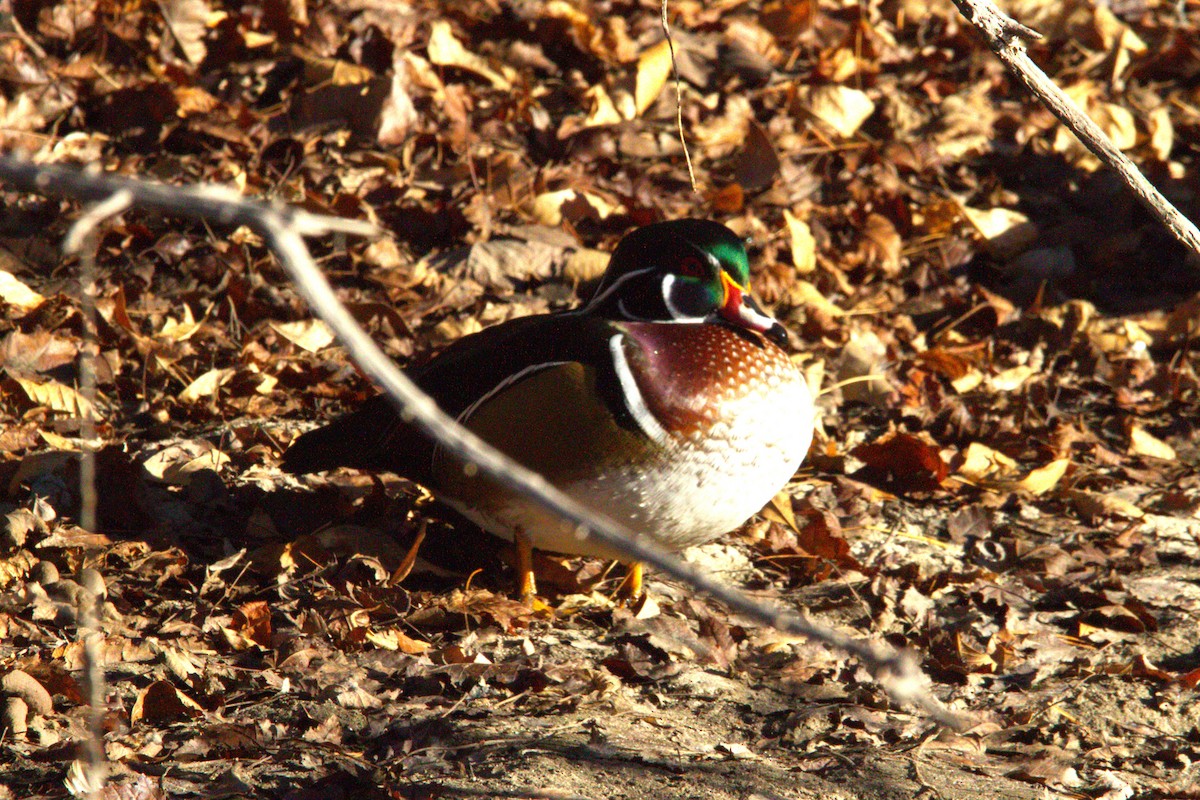 Canard branchu - ML646886689