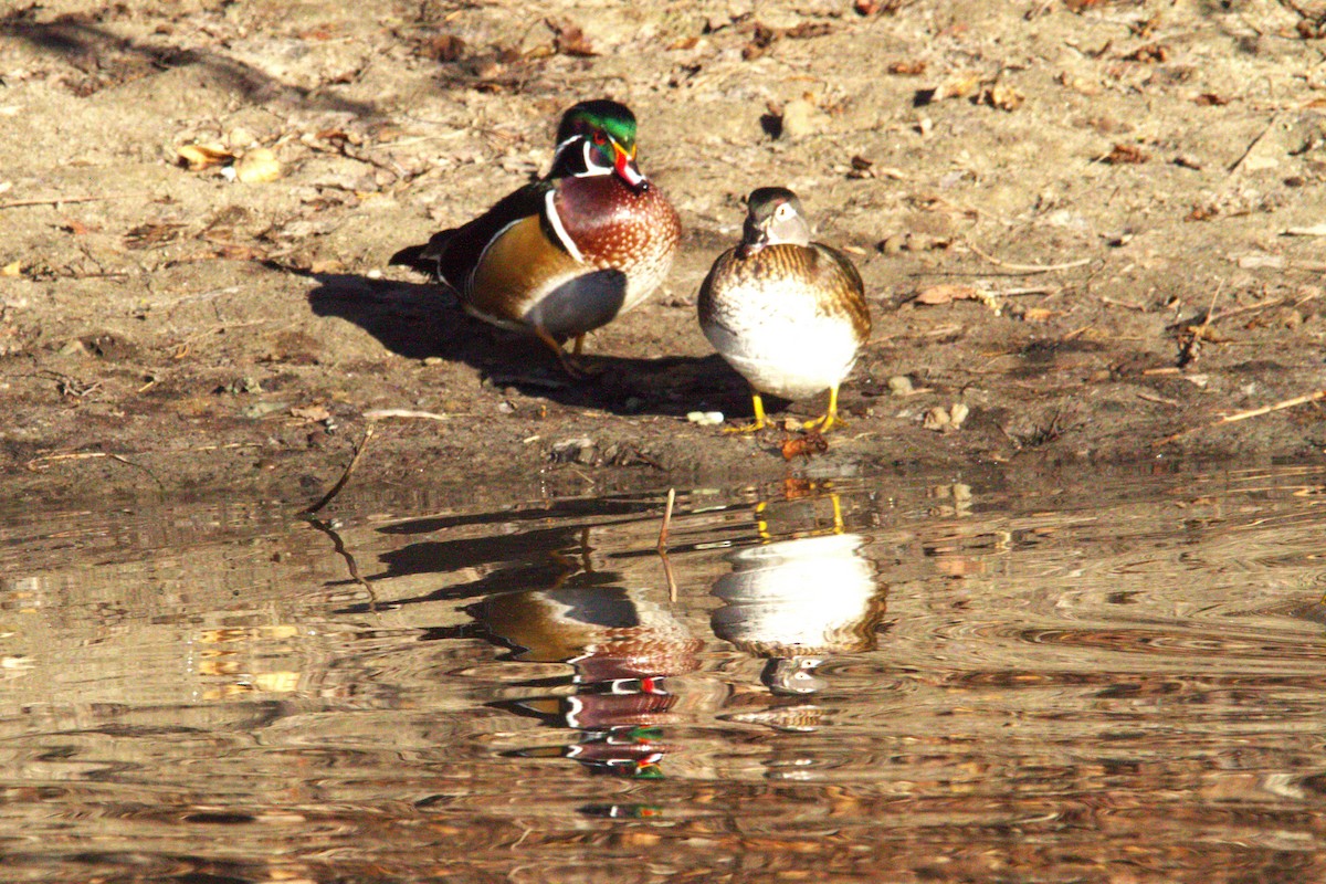 Canard branchu - ML646886690