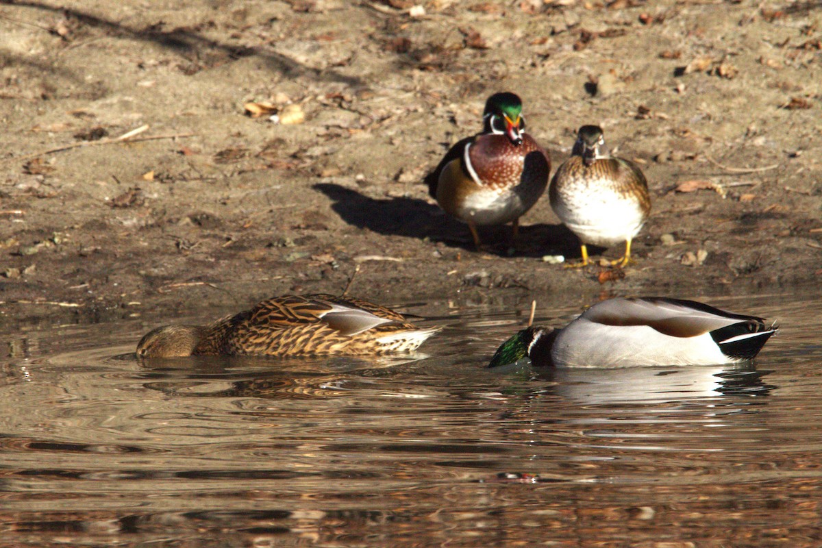 Canard branchu - ML646886691