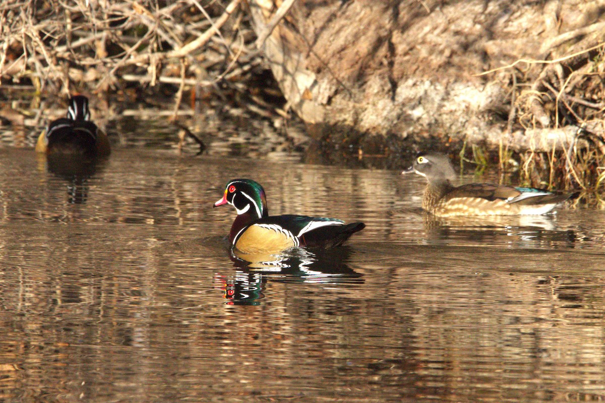 Canard branchu - ML646886692