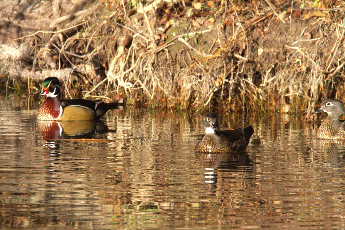 Canard branchu - ML646886693