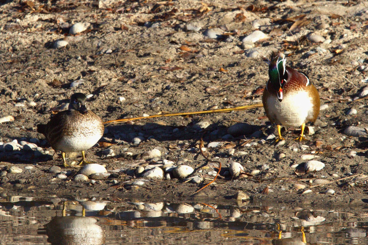 Canard branchu - ML646886694