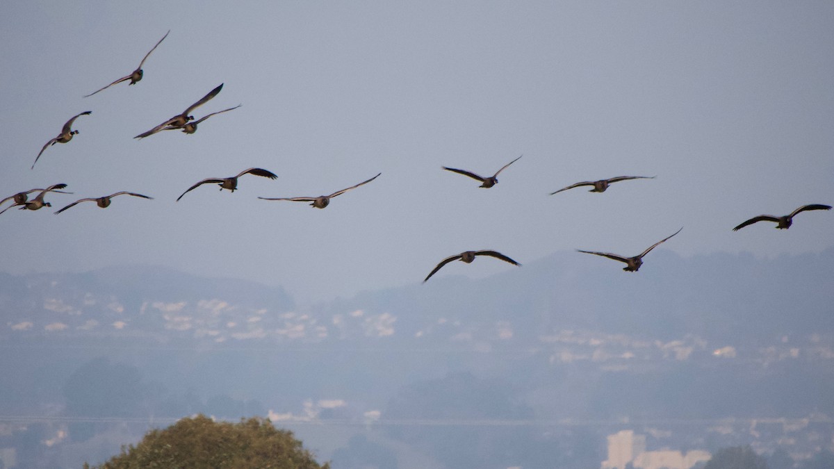 Cackling Goose (Aleutian) - ML646886699