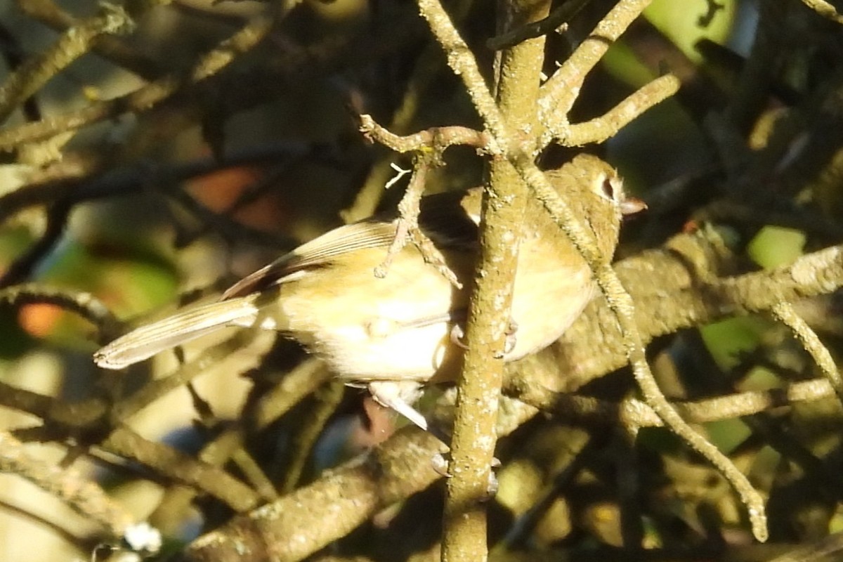 Hutton's Vireo - ML646886700