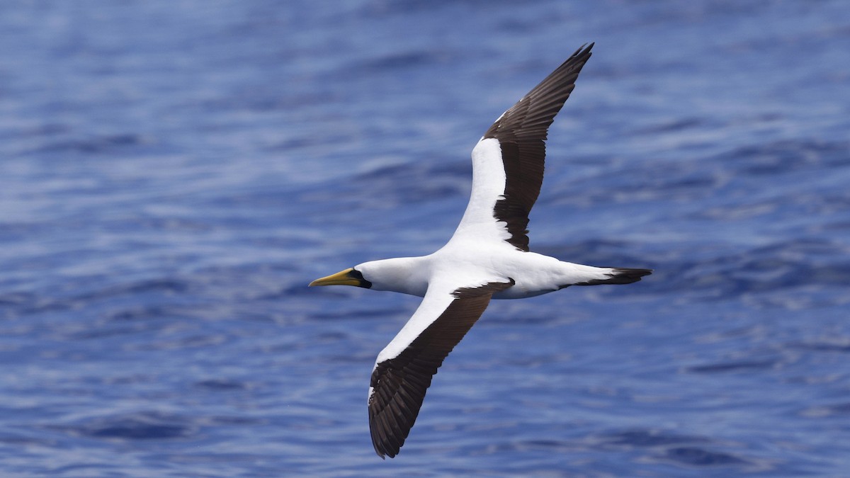 Masked Booby - ML646886707