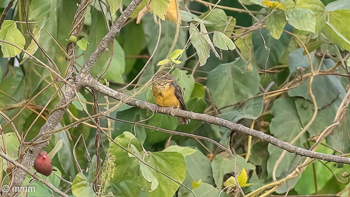 Chestnut-and-black Weaver - ML646886709