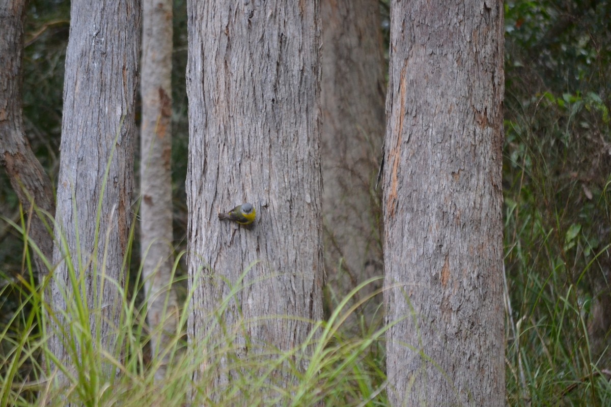 Eastern Yellow Robin - ML646886710