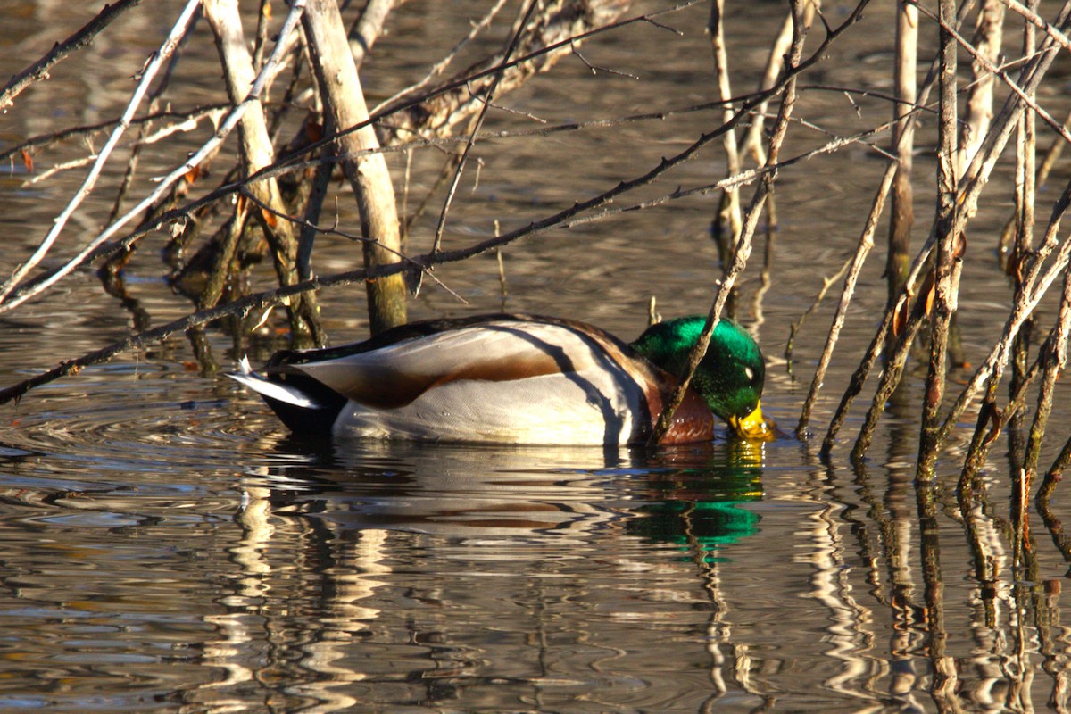 Mallard - ML646886711
