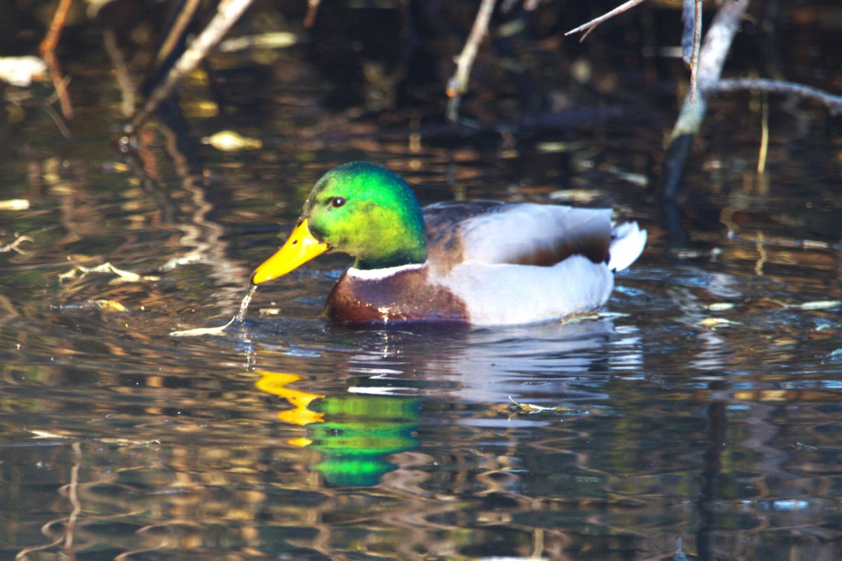 Mallard - ML646886712