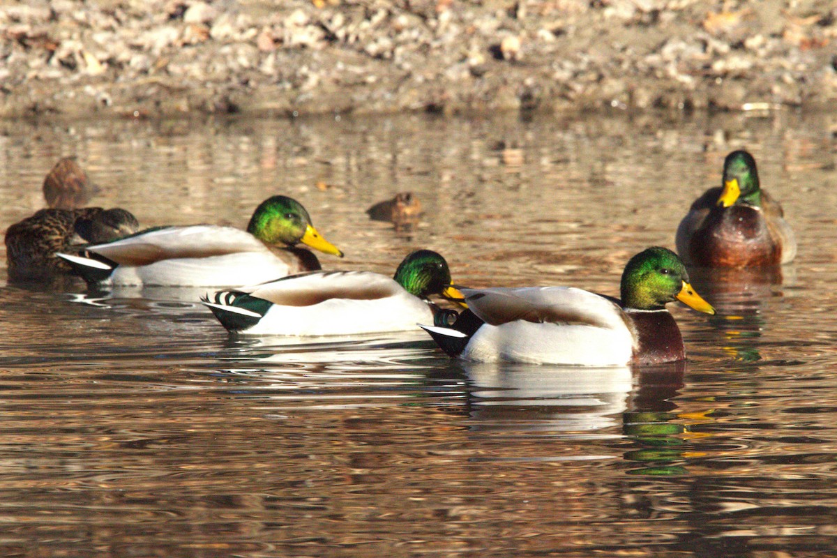 Mallard - ML646886713