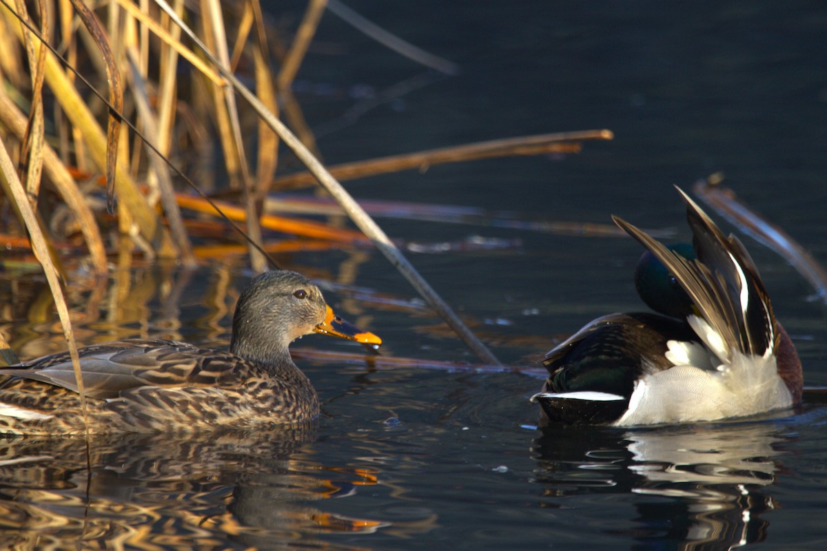 Mallard - ML646886715