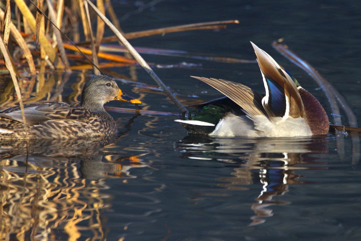 Mallard - ML646886716