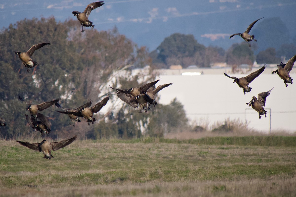 Cackling Goose (Aleutian) - ML646886718