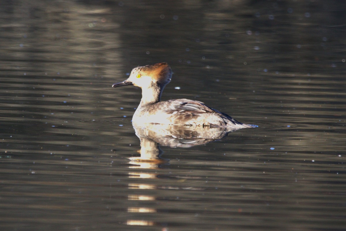 Hooded Merganser - ML646886720
