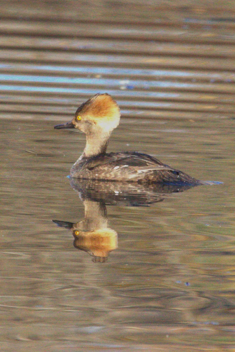 Hooded Merganser - ML646886722