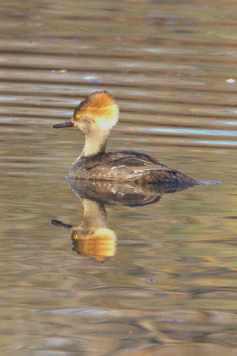 Hooded Merganser - ML646886723