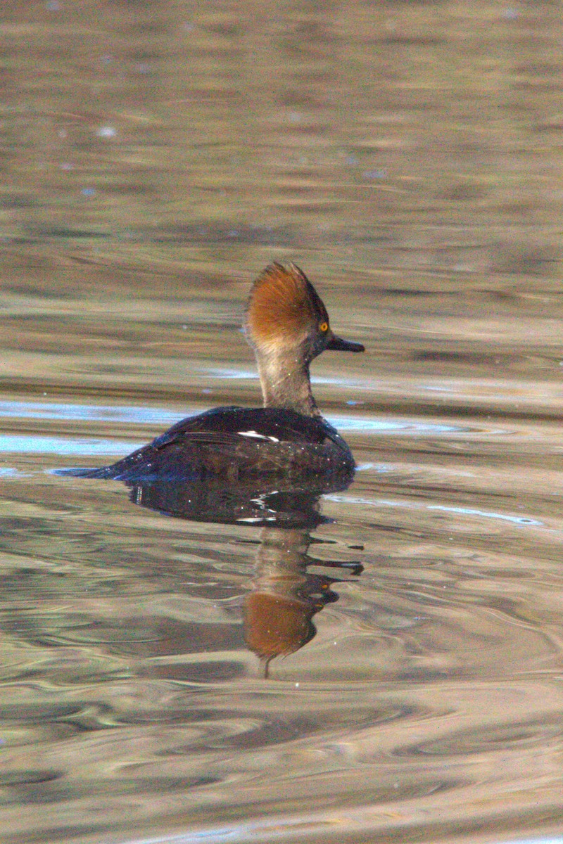 Hooded Merganser - ML646886724