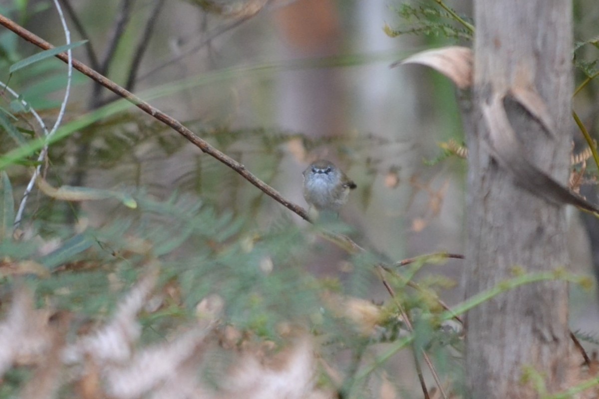 チャイロセンニョムシクイ - ML646886725