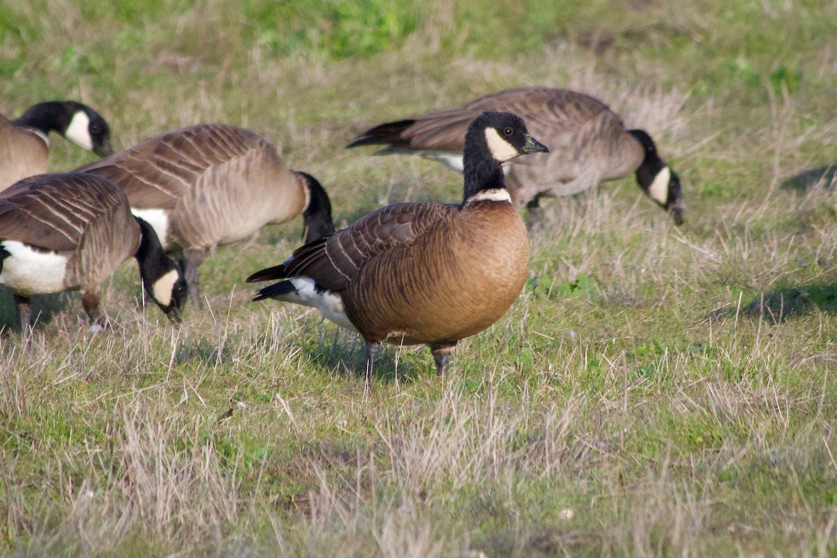 Cackling Goose (minima) - ML646886731