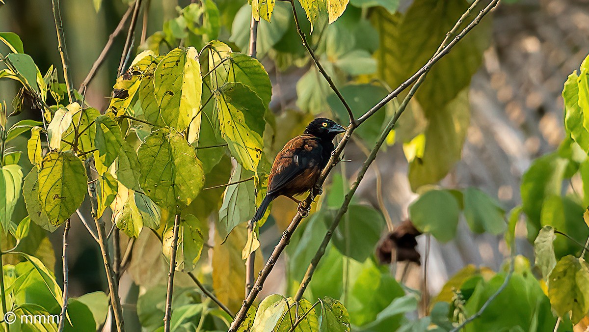 Chestnut-and-black Weaver - ML646886735