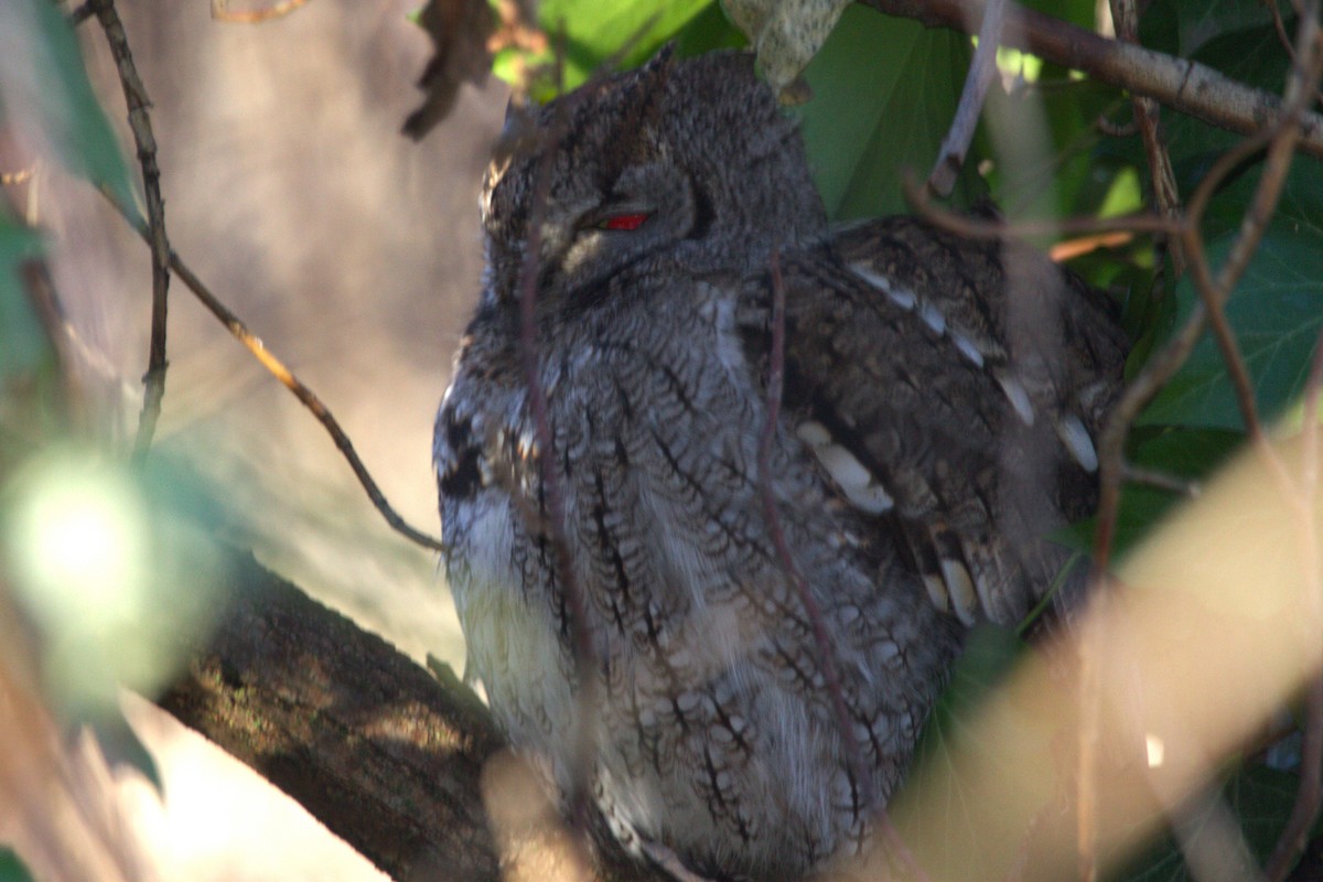 Western Screech-Owl - ML646886736