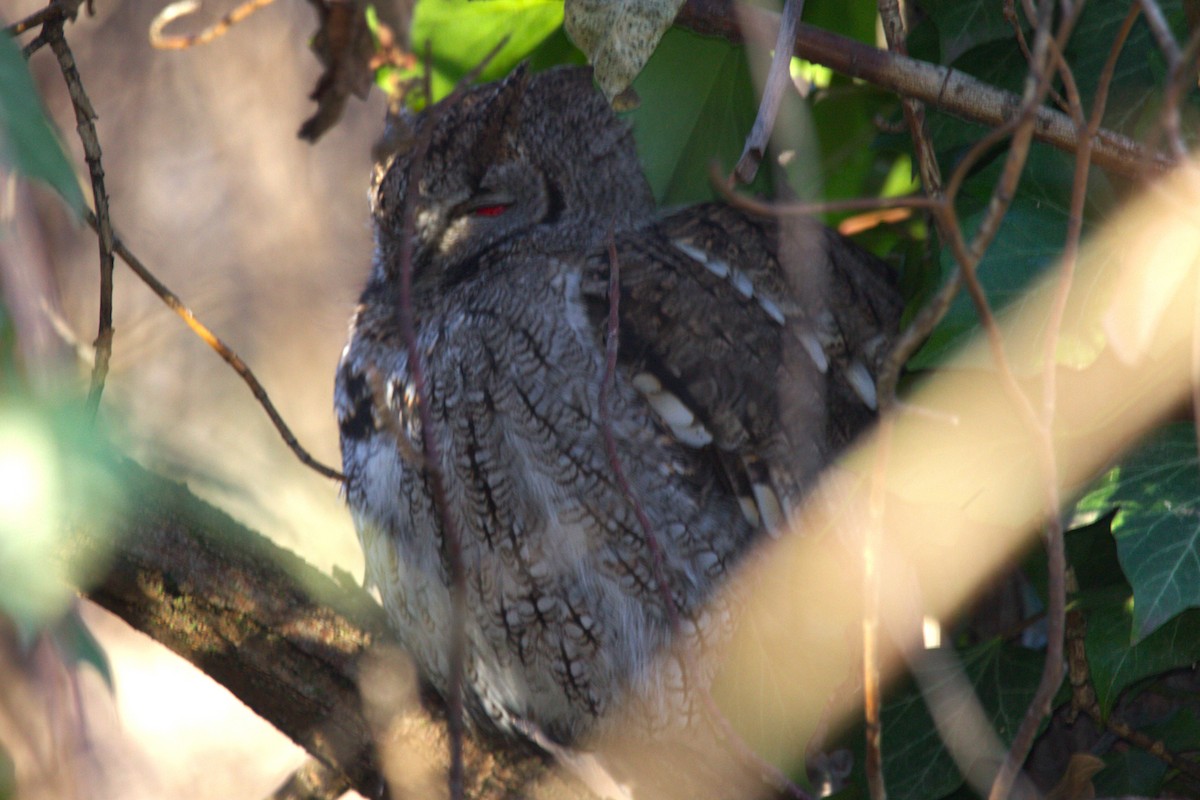Western Screech-Owl - ML646886737