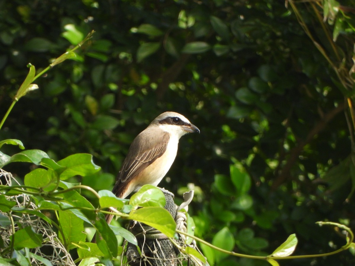 Averla bruna - ML646886738