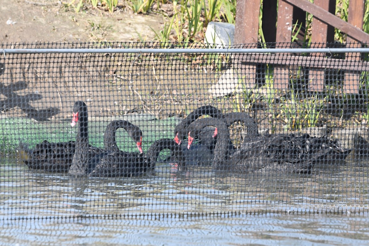 ברבור שחור - ML646886739