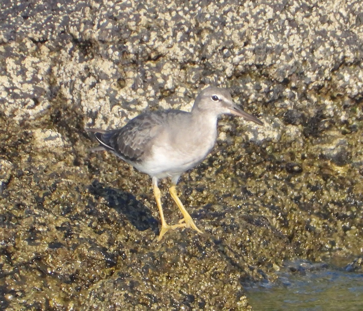 美洲黃足鷸 - ML646886740