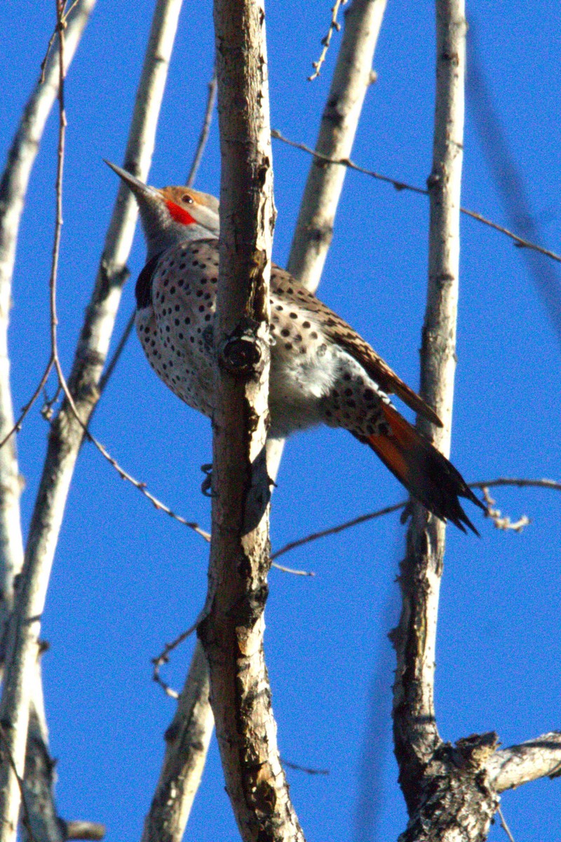 Northern Flicker - ML646886741
