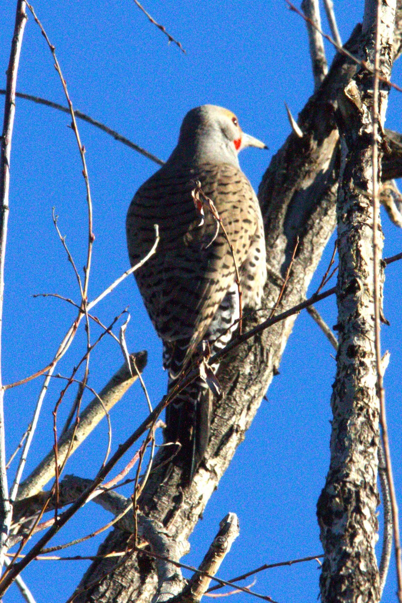 Northern Flicker - ML646886742