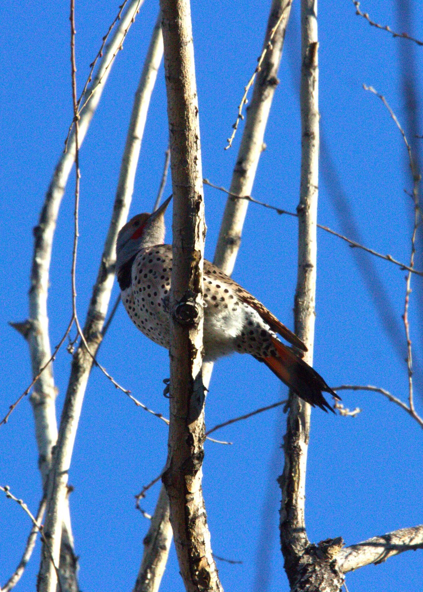 Northern Flicker - ML646886743