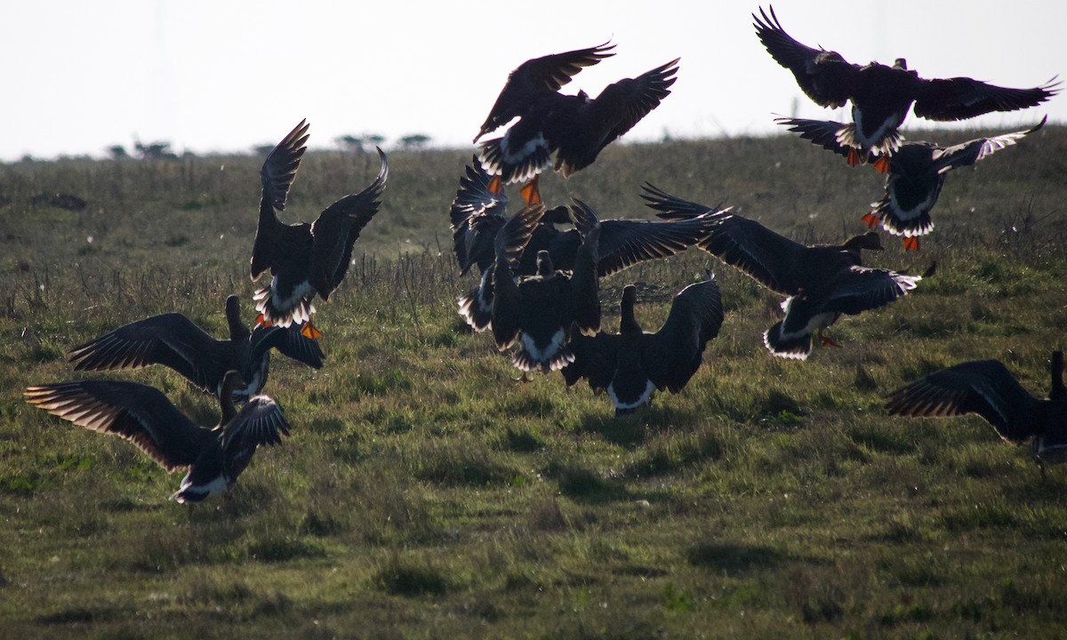 白額雁 - ML646886750