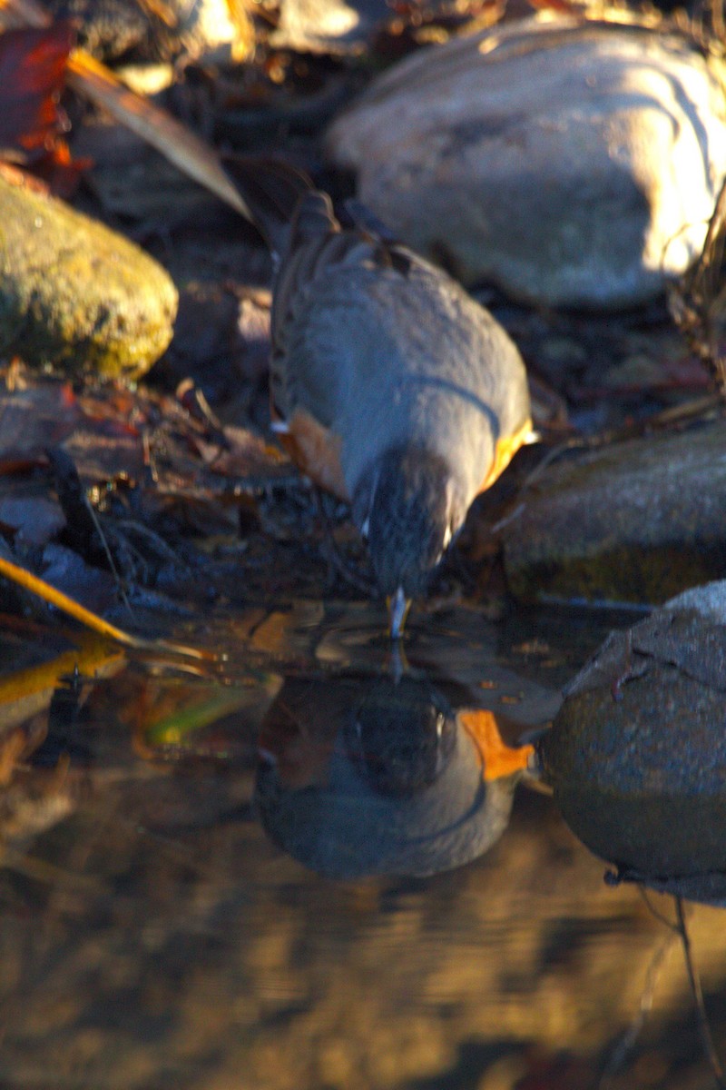 American Robin - ML646886751