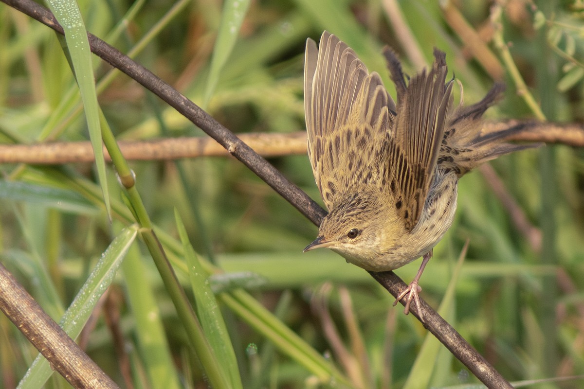 Обыкновенный сверчок - ML646886752