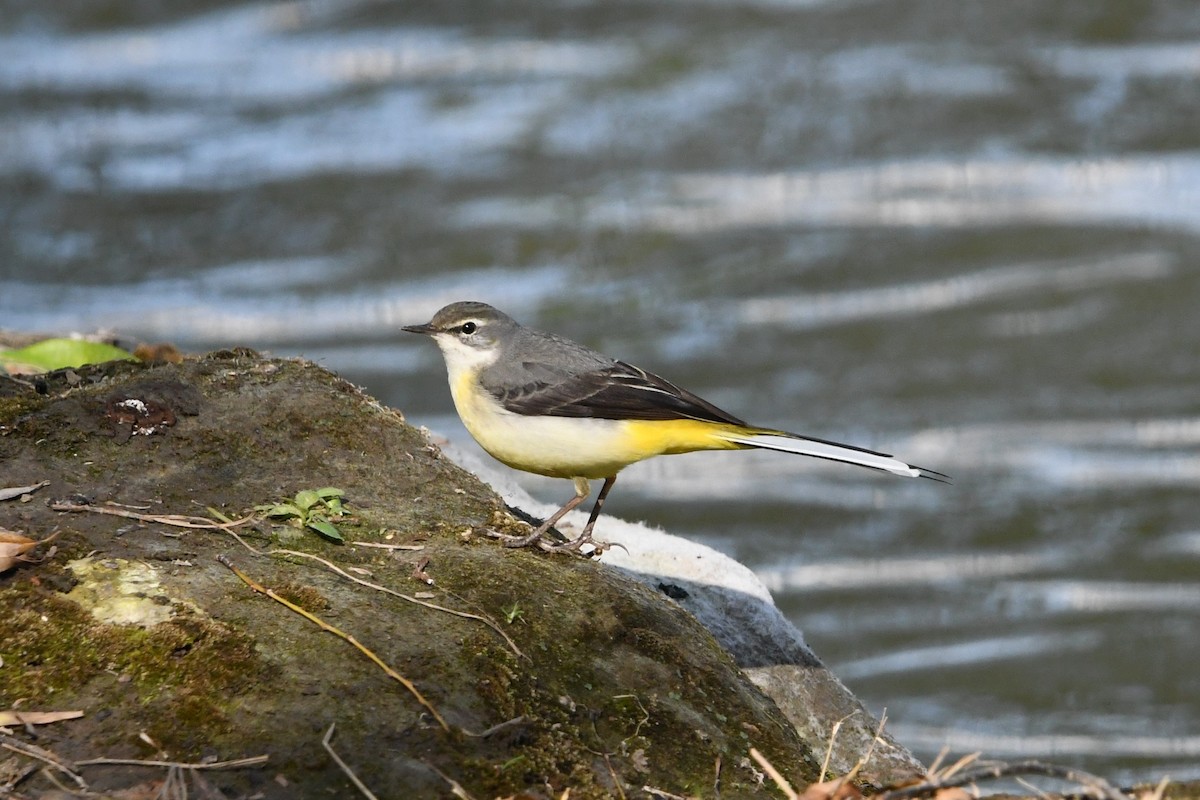 נחליאלי זנבתן - ML646886753