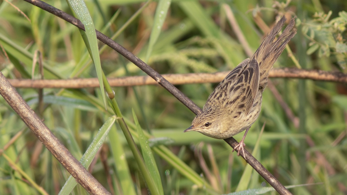 Обыкновенный сверчок - ML646886754
