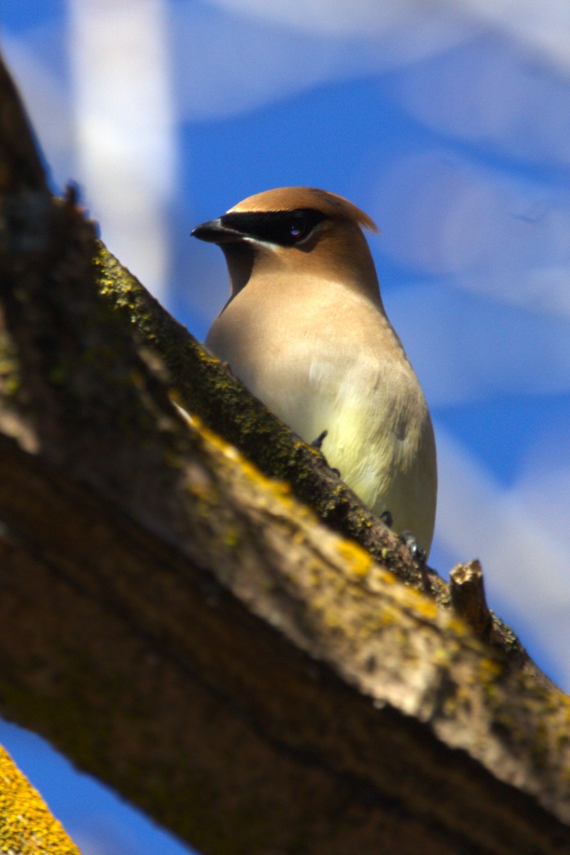 Cedar Waxwing - ML646886756