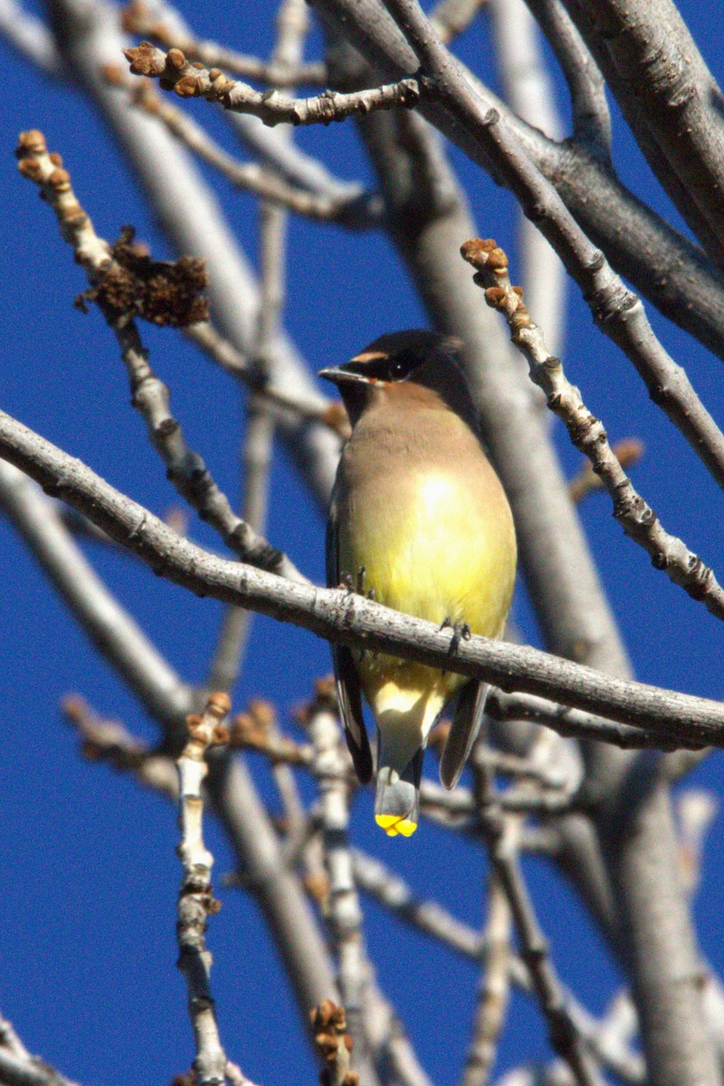Cedar Waxwing - ML646886757