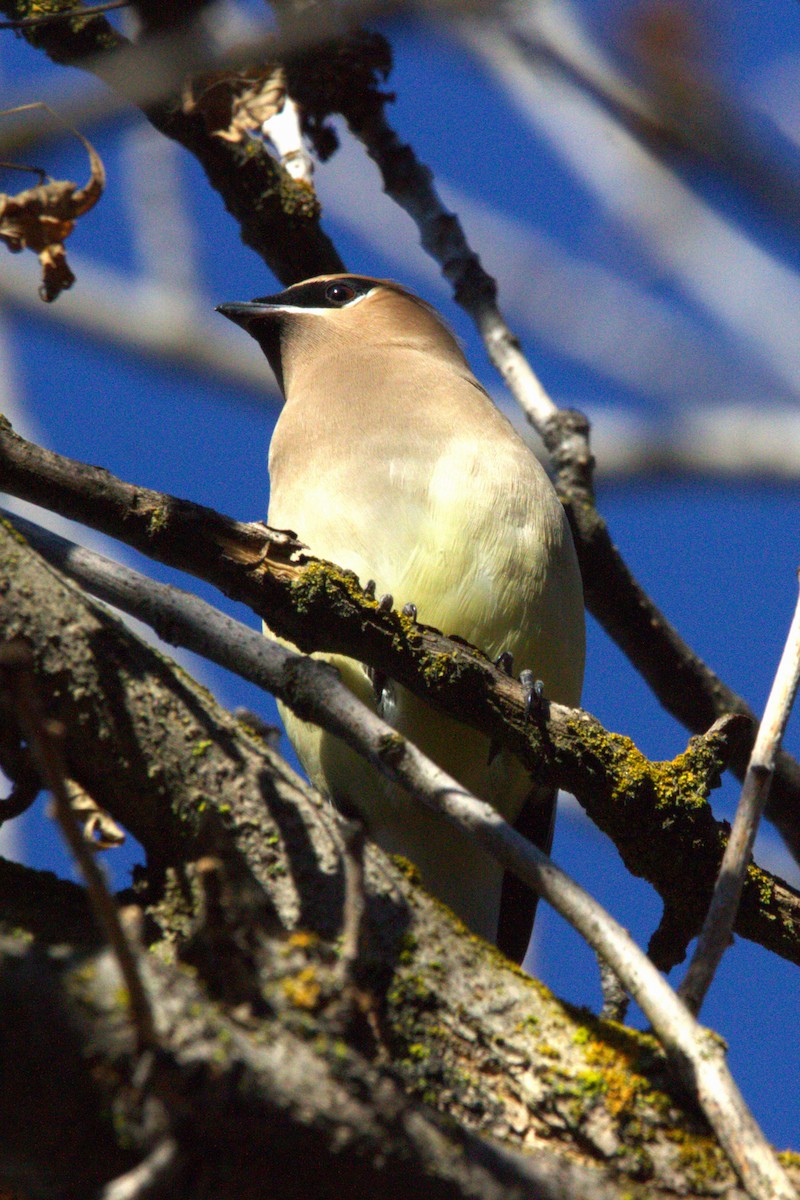 Cedar Waxwing - ML646886758
