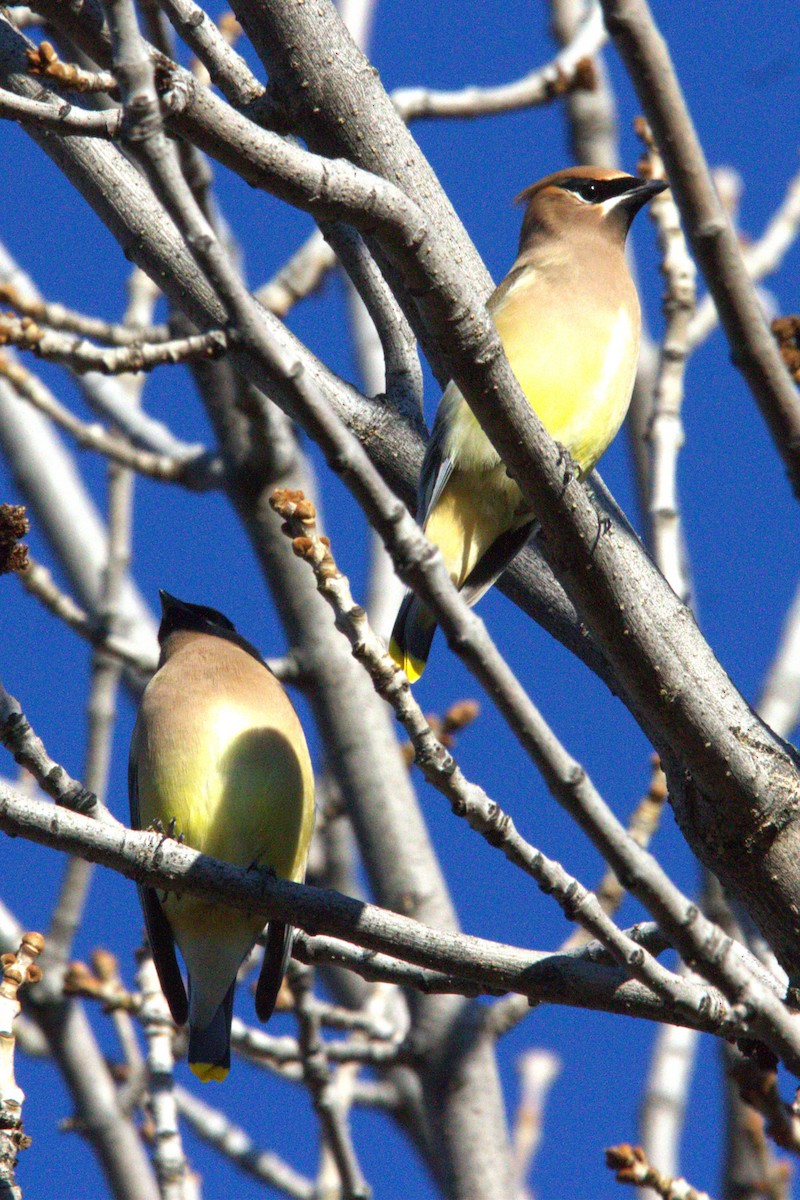 Cedar Waxwing - ML646886759