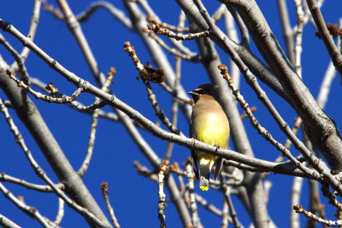 Cedar Waxwing - ML646886760