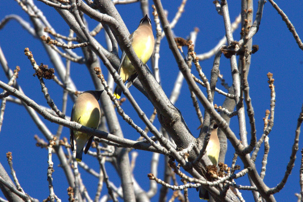 Cedar Waxwing - ML646886761