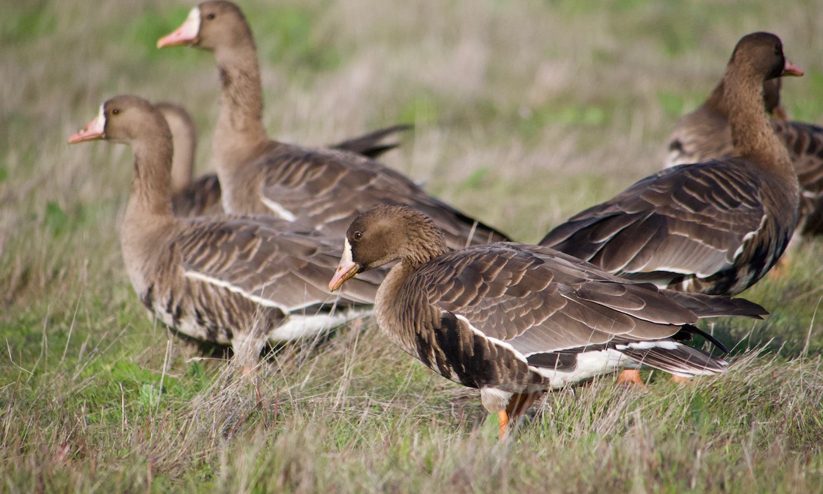 Белолобый гусь - ML646886762