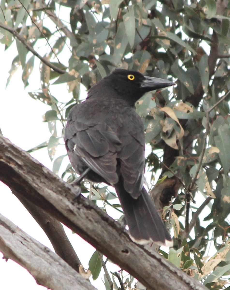 Grand Réveilleur - ML646886763