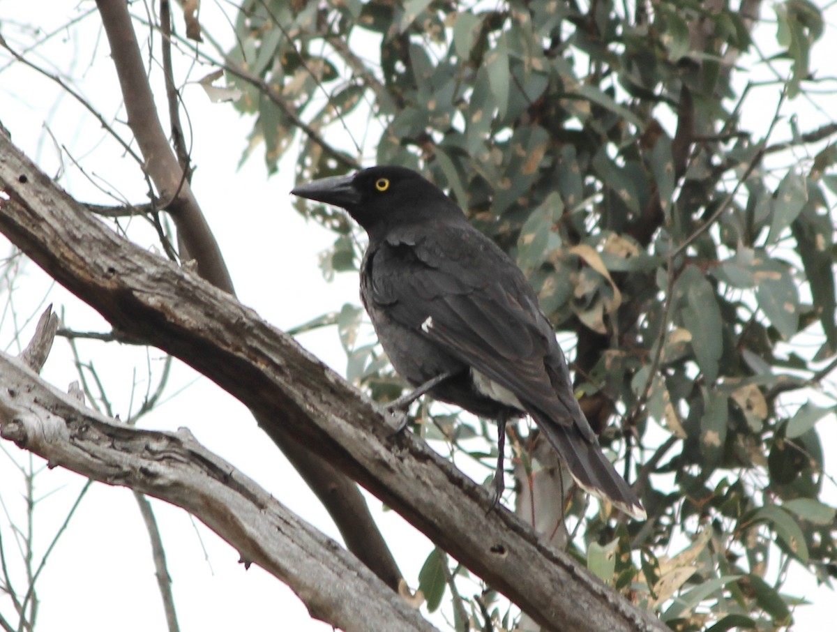 Grand Réveilleur - ML646886764