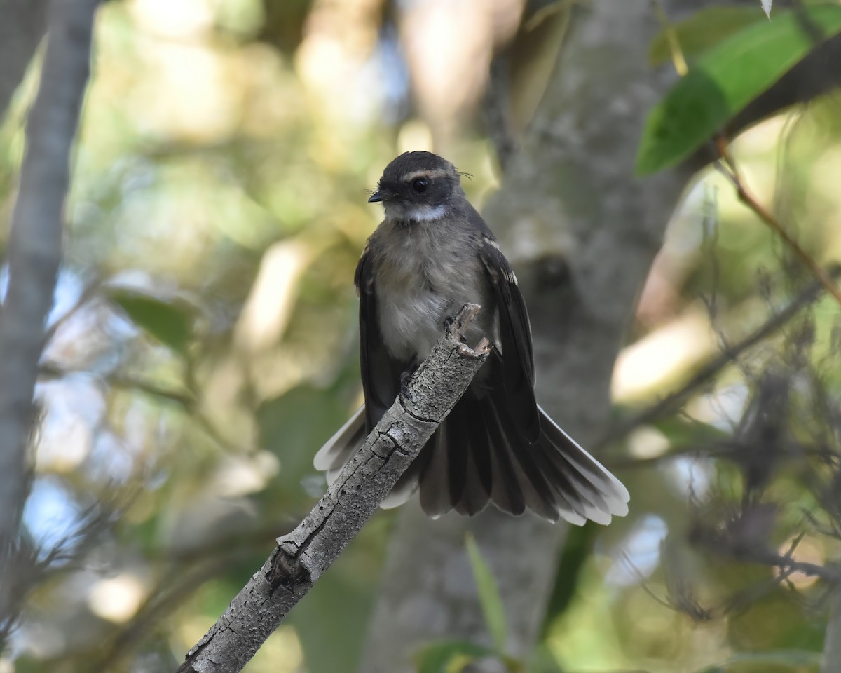 Серая веерохвостка - ML646886765