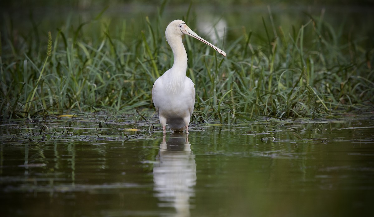 Желтоклювая колпица - ML646886766